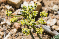 Lomatium dasycarpum dasycarpum