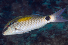 Indian Goatfish photo 4