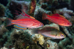 Paine's Flasher Wrasse photo 5