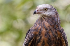 Square-Tailed Kite photo 2