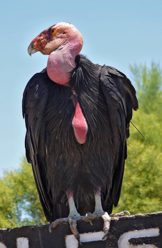 Gymnogyps californianus