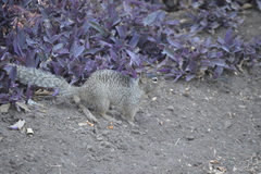 Otospermophilus variegatus