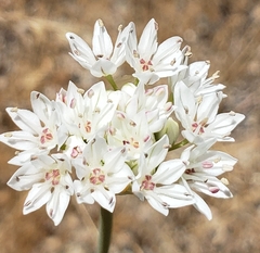 Allium lacunosum micranthum