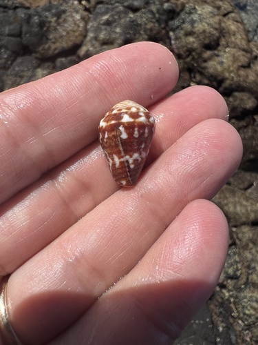 Conus chaldaeus, 2024-05-10