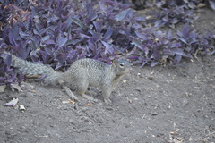 Otospermophilus variegatus