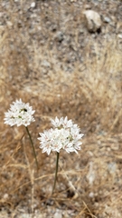 Allium lacunosum micranthum