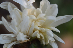 Angiospermae