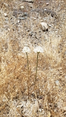 Allium lacunosum micranthum