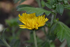 Angiospermae