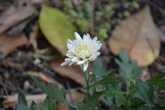 Angiospermae