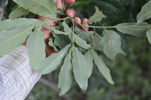 Quercus clivicola