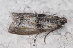 Acrobasis comptella