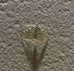 Conchylodes concinnalis