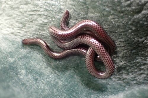 Peter's Thread Snake