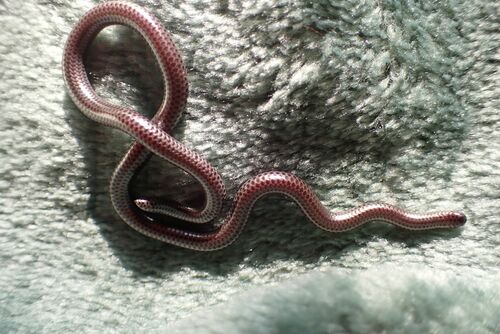 Peter's Thread Snake
