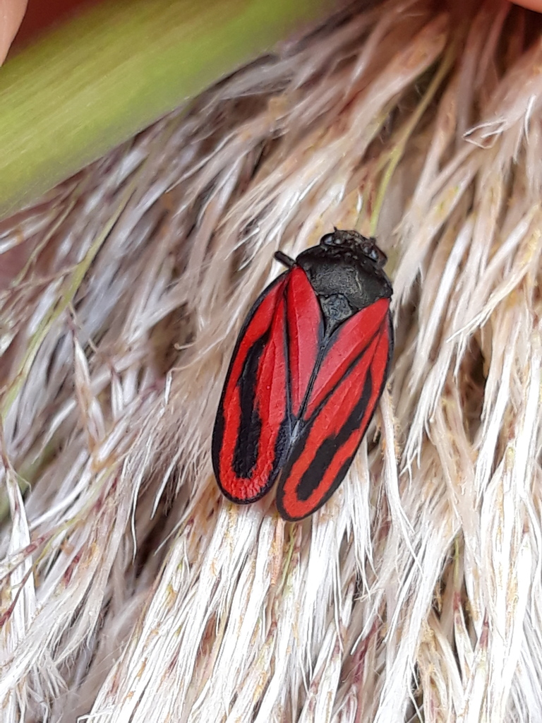 Mahanarva fimbriolata