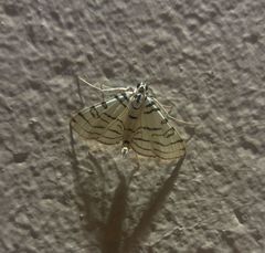 Conchylodes concinnalis