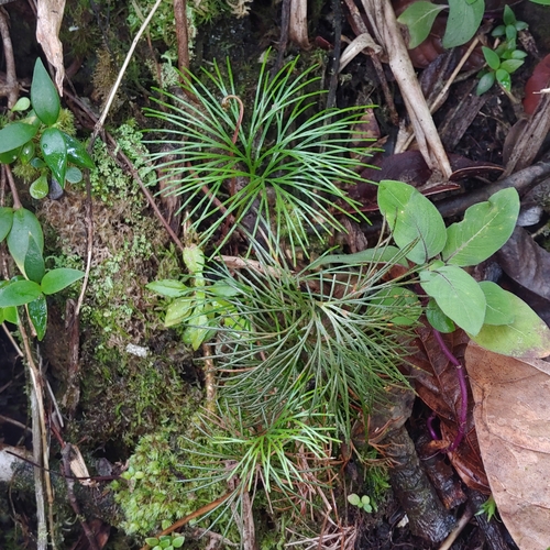 Epiphytic curlygrass fern (Schizaea poeppigiana)