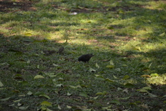 Sturnus vulgaris