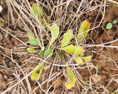 Image of Goodenia paradoxa by (c) Jane Canaway, some rights reserved (CC BY)
