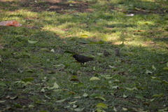 Sturnus vulgaris