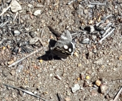 Litocala sexsignata