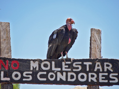 California Condor photo 5