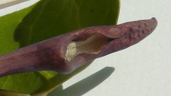 Aristolochia tamnifolia