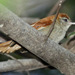 Rusty-backed Spinetail - Photo (c) Carmelo López Abad, some rights reserved (CC BY-NC), uploaded by Carmelo López Abad