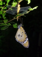 Danaus chrysippus