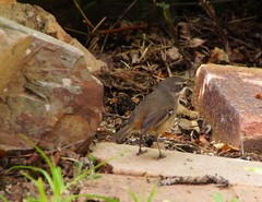 Sericornis frontalis