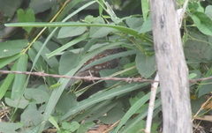 Callipepla douglasii