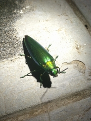 Chrysochroa fulminans