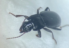 Pterostichus herculaneus