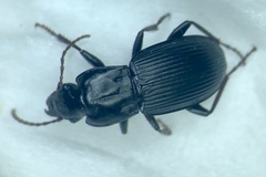 Pterostichus herculaneus