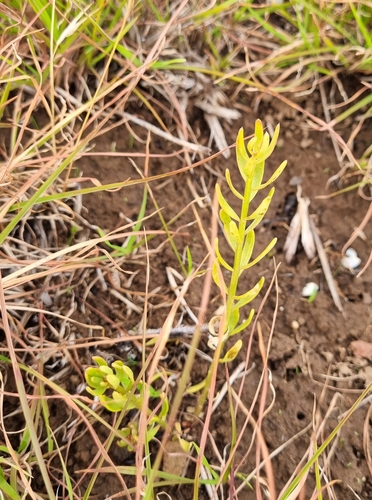 Image of Stackhousia subterranea by (c) Jane Canaway, some rights reserved (CC BY)