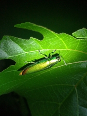 Chrysochroa fulminans