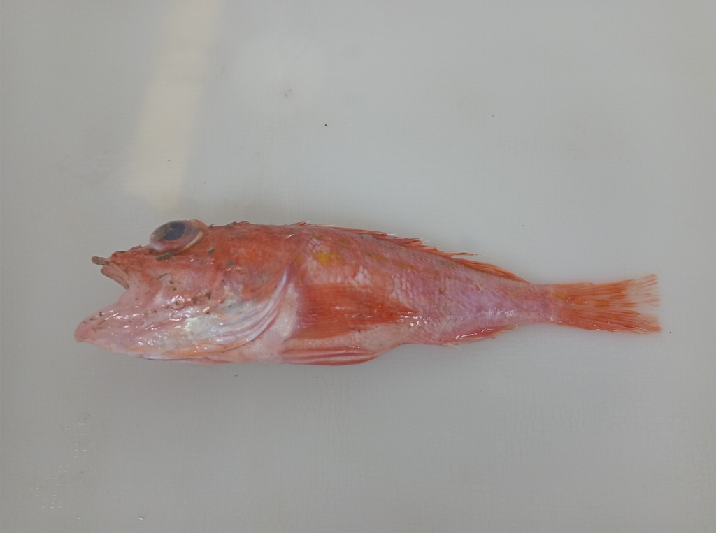 Speckled scorpionfish (Pontinus sierra) — Scorpaenidae