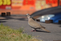 Streptopelia decaocto