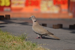 Streptopelia decaocto