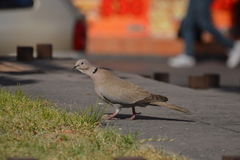 Streptopelia decaocto
