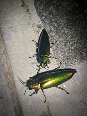 Chrysochroa fulminans