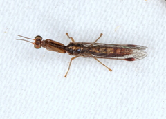 Austromantispa