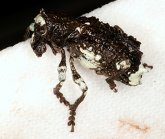 Aesiotes leucurus