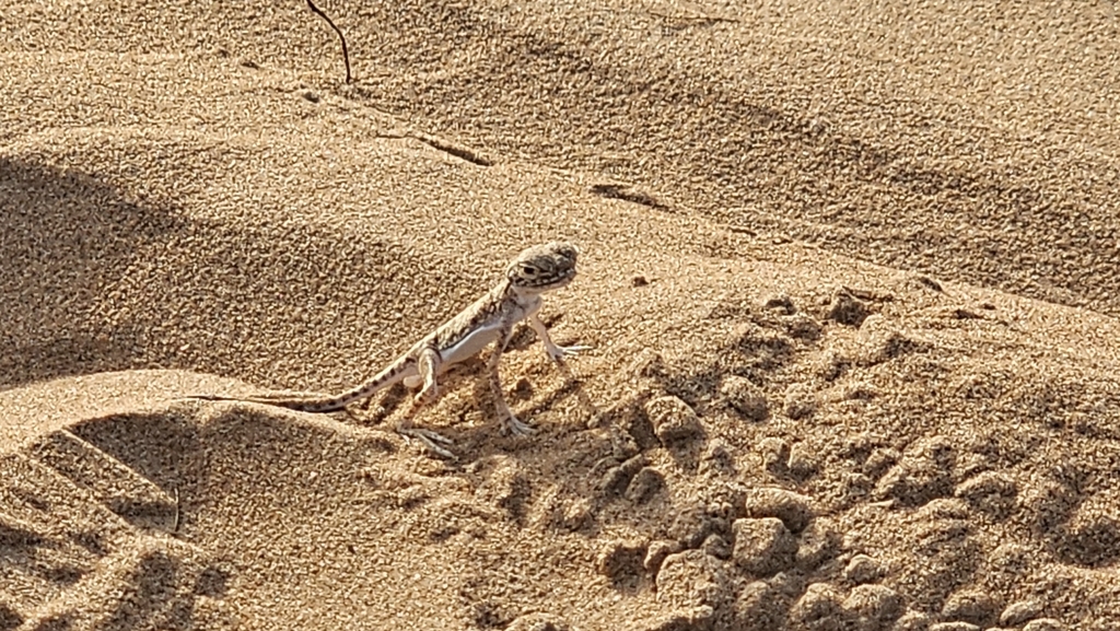 Sako’s Toad-headed Agama