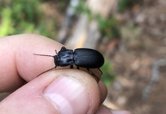 Pterostichus herculaneus