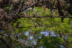 Pyrocephalus rubinus
