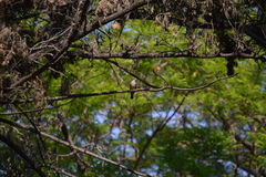 Pyrocephalus rubinus