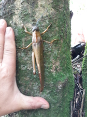 Tropidacris cristata grandis