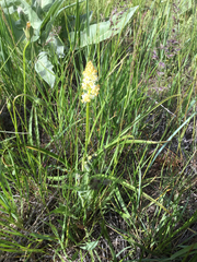 Toxicoscordion paniculatum